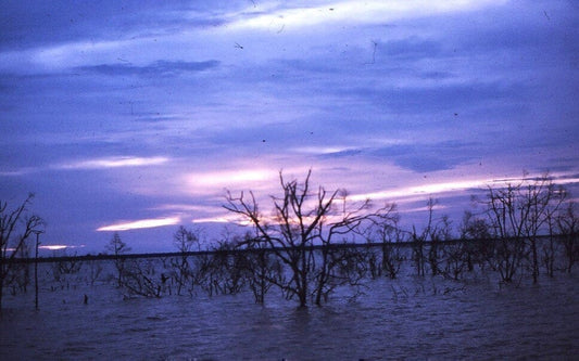 Reclaiming Trees in Lake Volta - Bôhten Eyewear